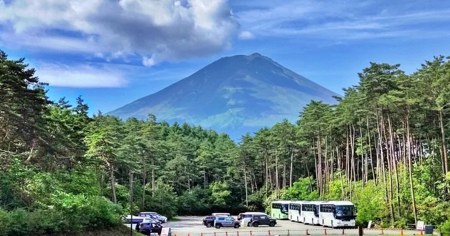 雪のない夏の富士山。松林と観光バスの並ぶ駐車場の向こうにそびえています