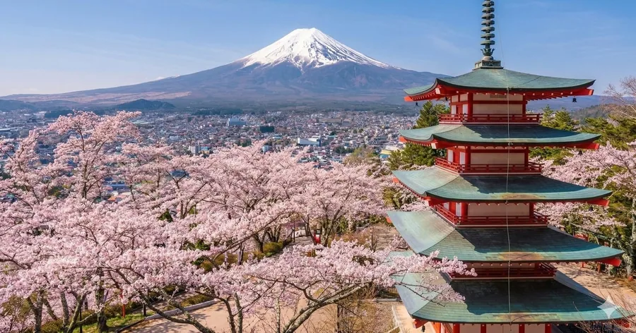 ピンクの桜に囲まれた赤い忠霊塔。町の向こうに雪をかぶった富士山